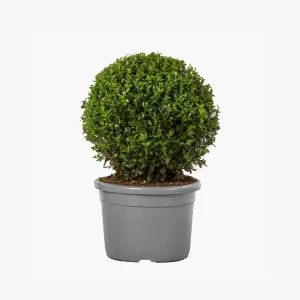 product-image-4_optimized.webp Fringilla Urna