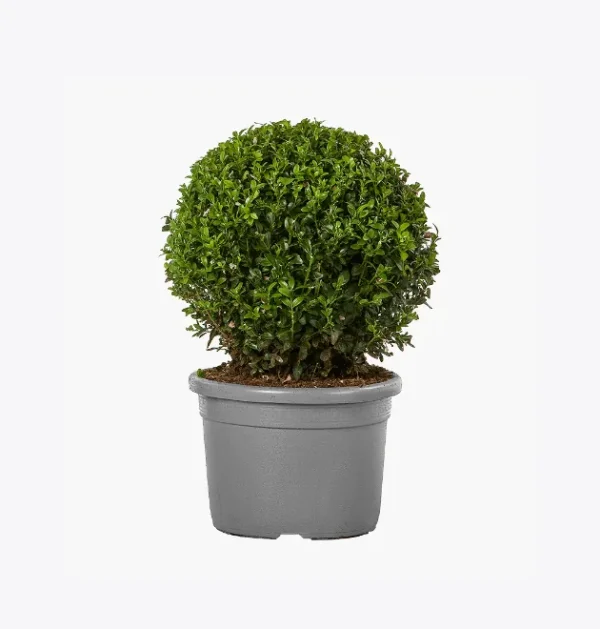 product-image-4_optimized.webp Odio Pellentesque