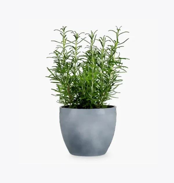 product-image-5_optimized.webp Odio Pellentesque