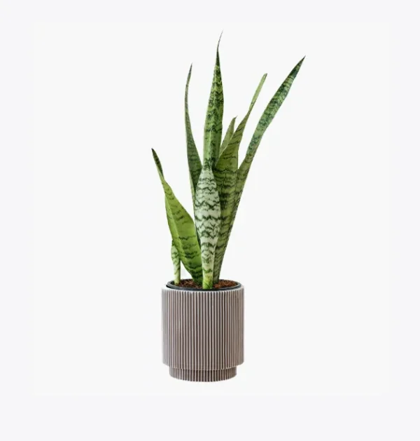 product-image-6_optimized.webp Odio Pellentesque